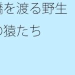 「d_278819 橋を渡る野生の猿たち」のサムネイル画像