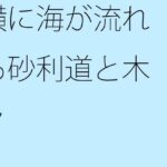「d_421033 横に海が流れる砂利道と木々」のサムネイル画像